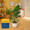 image:imageCosta Farms White Bird of Paradise Live Indoor Plant Easy CareWhite Bird of Paradise  Large 23 Feet Tall  in Decorative Planter