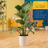 image:imageCosta Farms White Bird of Paradise Live Indoor Plant Easy CareWhite Bird of Paradise  Large 23 Feet Tall  in Modern Dcor Planter  2Pack