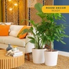 image:imageCosta Farms White Bird of Paradise Live Indoor Plant Easy CareWhite Bird of Paradise and Money Tree  Large 23 Feet Tall  in Decorative Planter  2Pack