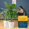 image:imageCosta Farms White Bird of Paradise Live Indoor Plant Easy CareWhite Bird of Paradise and Money Tree  Large 23 Feet Tall  in Decorative Planter  2Pack