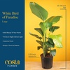 image:imageCosta Farms White Bird of Paradise Live Indoor Plant Easy CareWhite Bird of Paradise and Money Tree  Large 23 Feet Tall  in Decorative Planter  2Pack