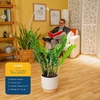 image:imageCosta Farms ZZ Plant Live Indoor Plant Air Purifying Easy CareZZ Plant  Large 23 Feet Tall  in Decorative Plant Pot