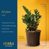 image:imageCosta Farms ZZ Plant Live Indoor Plant Air Purifying Easy CareZZ Plant  Large 23 Feet Tall  in Decorative Plant Pot