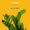 image:imageCosta Farms ZZ Plant Live Indoor Plant Air Purifying Easy CareZZ Plant  Medium 1220 Inches Tall  in Decorative Plant Pot
