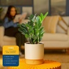 image:imageCosta Farms ZZ Plant Live Indoor Plant Air Purifying Easy CareZZ Plant  Medium 1220 Inches Tall  in Decorative Plant Pot