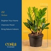 image:imageCosta Farms ZZ Plant Live Indoor Plant Air Purifying Easy CareZZ Plant  Medium 1220 Inches Tall  in Decorative Planter