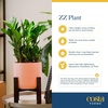image:imageCosta Farms ZZ Plant Live Indoor Plant Air Purifying Easy CareZZ Plant  Medium 1220 Inches Tall  in Decorative Planter