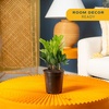 image:imageCosta Farms ZZ Plant Live Indoor Plant Air Purifying Easy CareZZ Plant  Medium 1220 Inches Tall  in Grow Pot