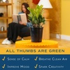 image:imageCosta Farms ZZ Plant Live Indoor Plant Air Purifying Easy CareZZ Plant  Medium 1220 Inches Tall  in Grow Pot