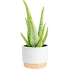 image:imageCosta Farms Aloe Vera Live Indoor Plant Easy Care Home DecorAloe Vera  1012 Inches Tall  in Decorative Planter