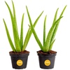 image:imageCosta Farms Aloe Vera Live Indoor Plant Easy Care Home DecorAloe Vera  1012 Inches Tall  in Grow Pot  2Pack