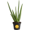 Aloe Vera  10-12 Inches Tall  in Grower's Pot