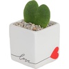 image:imageCosta Farms Aloe Vera Live Indoor Plant Easy Care Home DecorHoya Heart  Mini 45 Inches Tall  in Cute Heart Dcor Pot