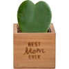 Hoya Heart  Mini (4-5 Inches Tall)  in Gift for Mom Pot