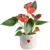 image:imageCosta Farms Anthurium Live Indoor Plant Easy Care Home DecorAnthurium  1014 Inches Tall  in Cute Dcor Flower Pot