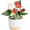 Anthurium  10-14 Inches Tall  in Cute Decorative Pot
