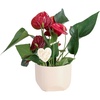 image:imageCosta Farms Anthurium Live Indoor Plant Easy Care Home DecorAnthurium  1014 Inches Tall  in Decorative Plant Pot w Decoration