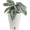 image:imageCosta Farms Begonia Live Indoor Plant Easy Care Home DecorIndoor Dcor Plant Pot