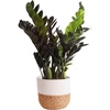 image:imageCosta Farms Begonia Live Indoor Plant Easy Care Home DecorIndoor Garden Plant Pot