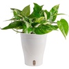 image:imageCosta Farms Begonia Live Indoor Plant Easy Care Home DecorSelfWatering Plant Pot