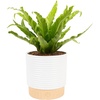 image:imageCosta Farms Boston Fern Live Indoor Plant Easy Care Home DecorBirds Nest Fern  Medium 12 Feet Tall  in Decorative Plant Pot