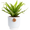 image:imageCosta Farms Boston Fern Live Indoor Plant Easy Care Home DecorBirds Nest Fern  Medium 12 Feet Tall  in Decorative Planter Pot