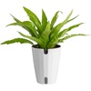 image:imageCosta Farms Boston Fern Live Indoor Plant Easy Care Home DecorBirds Nest Fern  Medium 12 Feet Tall  in Grow Pot