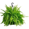image:imageCosta Farms Boston Fern Live Indoor Plant Easy Care Home DecorBoston Fern  Extra Large 34 Feet Tall  Wide  in Hanging Basket