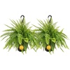 image:imageCosta Farms Boston Fern Live Indoor Plant Easy Care Home DecorBoston Fern  Large 12 Feet Tall  Wide  in Hanging Basket 2Pack