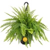 Boston Fern  Large (1-2 Feet Tall & Wide)  in Hanging Basket