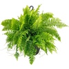 image:imageCosta Farms Boston Fern Live Indoor Plant Easy Care Home DecorMacho Fern  Extra Large 34 Feet Tall  in Grow Pot