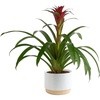 image:imageCosta Farms Bromeliad Live Indoor Plant Easy Care Home DecorBromeliad  Medium 20 Inches Tall  Decorative Planter