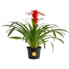 image:imageCosta Farms Bromeliad Live Indoor Plant Easy Care Home DecorBromeliad  Medium 20 Inches Tall  Grow Pot