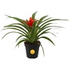 image:imageCosta Farms Bromeliad Live Indoor Plant Easy Care Home DecorBromeliad  Small 12 Inches Tall  Grow Pot