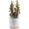 image:imageCosta Farms Cactus Live Indoor Plant Easy Care Home Decor2436 inches tall