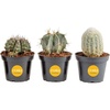 image:imageCosta Farms Cactus Live Indoor Plant Easy Care Home DecorLive Cactus Assortment  Small 48 Inches Tall  in Grow Pot  3Pack