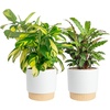 Calathea  Grower's Choice Variety  Large (2-3 Feet Tall)  in Décor Pot  2-Pack