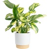 Calathea  Grower's Choice Variety  Large (2-3 Feet Tall)  in Décorative Pot