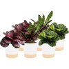Calathea  Grower's Choice Variety  Medium (1-2 Feet Tall)  in Décor Pot  6-Pack
