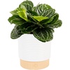 Calathea  Grower's Choice Variety  Medium (1-2 Feet Tall)  in Décor Pot
