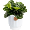 image:imageCosta Farms Calathea Live Indoor Plant Easy Care Home DecorCalathea  Growers Choice Variety  Medium 12 Feet Tall  in Dcorative Plant Pot