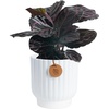image:imageCosta Farms Calathea Live Indoor Plant Easy Care Home DecorCalathea Dottie  Medium 1218 Inches Tall in Decorative Plant Pot