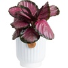 image:imageCosta Farms Calathea Live Indoor Plant Easy Care Home DecorIndoor Dcor Plant Pot