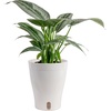 image:imageCosta Farms Champs lyses Pothos Live Indoor Plant Trailing VineSelfWatering Plant Pot