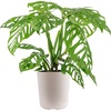 image:imageCosta Farms Champs lyses Pothos Live Indoor Plant Trailing VineWeave Dcor Planter