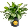 Chinese Evergreen  Extra Large (3-4 Feet Tall)  in Grow Pot