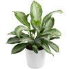 Chinese Evergreen  Large (2-3 Feet Tall)  in Decorative Planter