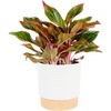 Chinese Evergreen  Medium (12-Inches Tall)  in Home Décor Planter