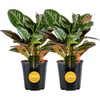 image:imageCosta Farms Croton Live Indoor Plant Easy Care Home DecorNursery Plant Pot