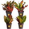 image:imageCosta Farms Croton Live Indoor Plant Easy Care Home DecorNursery Plant Pot 4Pack
